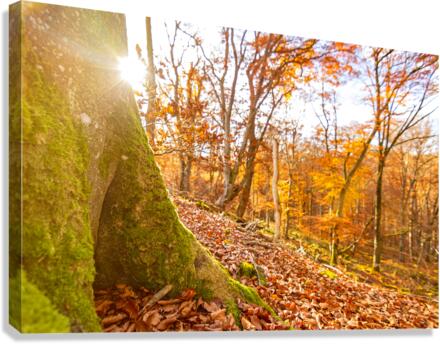 Autumn Tree Trunk Canvas Print