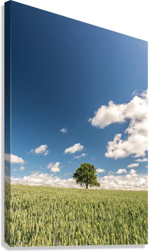 Lonely Tree Canvas Print