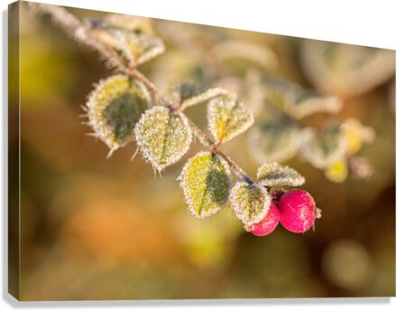 Frozen Berries Canvas Print