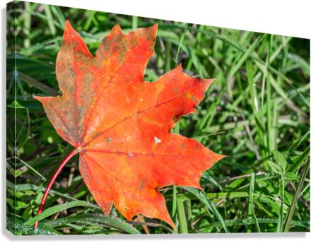 Red Maple Leaf Canvas Print