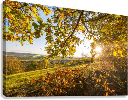 Vineyard View Canvas Print