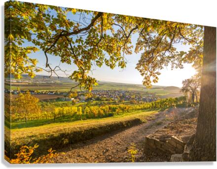 Vineyard Trail Canvas Print