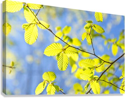 Spring Leaves Canvas Print