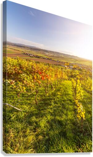 Vineyard Sunset Canvas Print