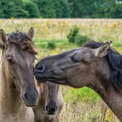 Wild horse Konik giving its companion a kiss 