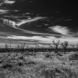 Black and white shot of withered trees in the steppe in the US Southwest
