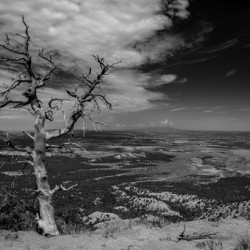 Black and white shot of withered tree in the steppe in the US Southwest