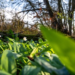 Closeup shot of wild garlic and thimbleweed in the beautiful forest in early spring at sunset