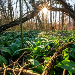 Closeup shot of wild garlic in the beautiful forest in early spring at sunset