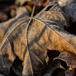 Closeup macro shot of withered brown maple leaf covered by beautiful ice crystals 