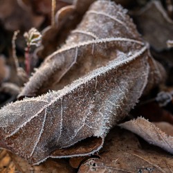Closeup macro shot of a withered leaf covered by beautiful ice crystals 