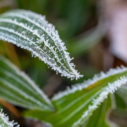 Closeup macro shot of green plant leaves covered by beautiful ice crystals 