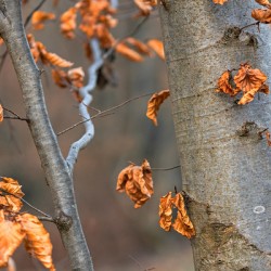 Closeup shot of beautiful withered orange leaves on a tree in the forest