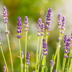 Closeup macro shot of purple lavender flowers in the sunlight 