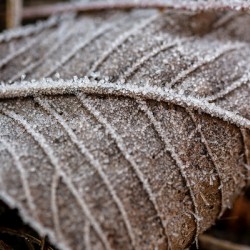 Closeup macro shot of beech leaf covered by beautiful ice crystals 