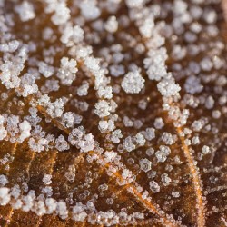 Closeup macro shot of a frozen brown leaf in winter covered by b