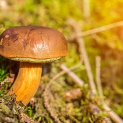 Mushroom in the Sunlight