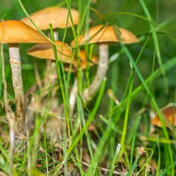 Mushrooms in the Grass