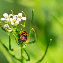 Firebug  on a Flower