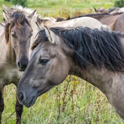 Konik Horses