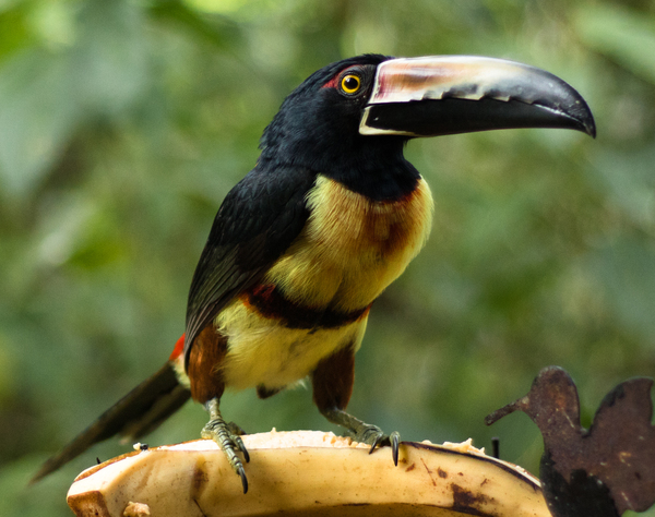 Collared Aracari in Costa Rica by Lauren Flasher