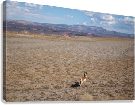 Desert Antelope Canvas Print