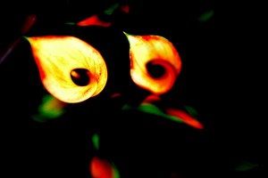 The petals flame
