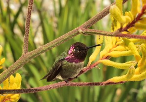 Humming