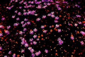 Starlight 