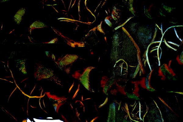 Vineyard  Print