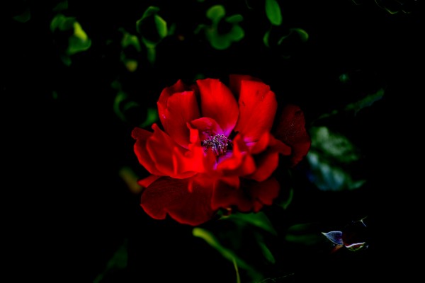 Cuddle Print