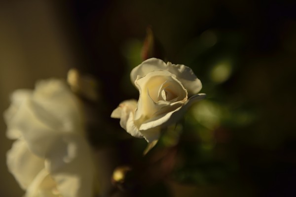 For You Print