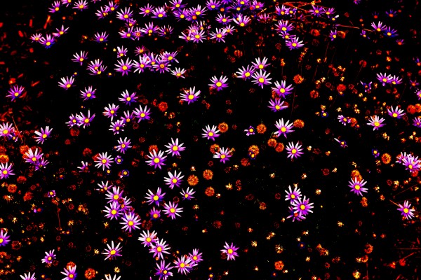 Starlight  Print