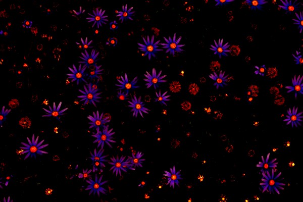 Twinkle   Print