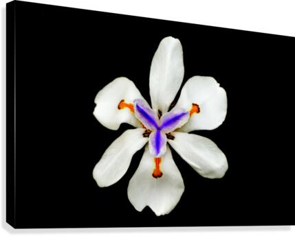 Purity Canvas Print