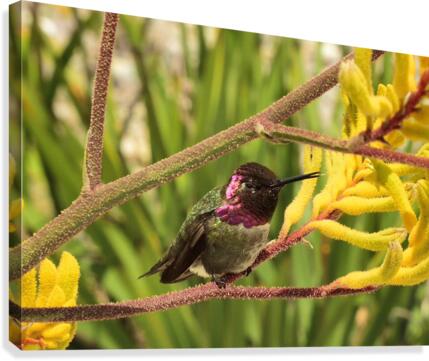 Humming Canvas Print