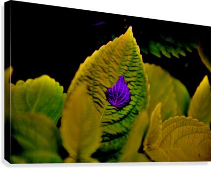 Cradle Canvas Print