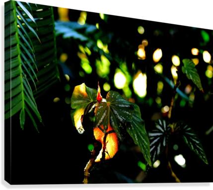 Fairytale Canvas Print