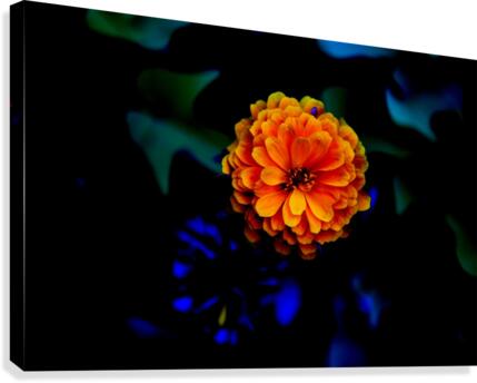 Peach Canvas Print