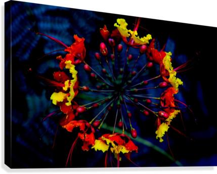 Supernovae Canvas Print