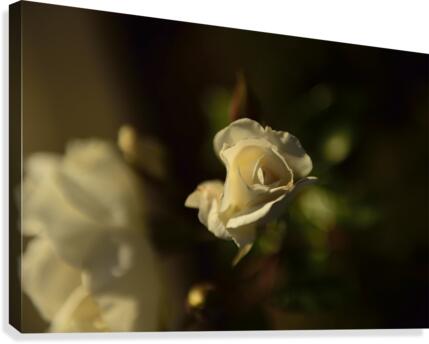 For You Canvas Print