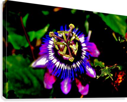 Crown Canvas Print