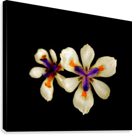 Hmmm Canvas Print