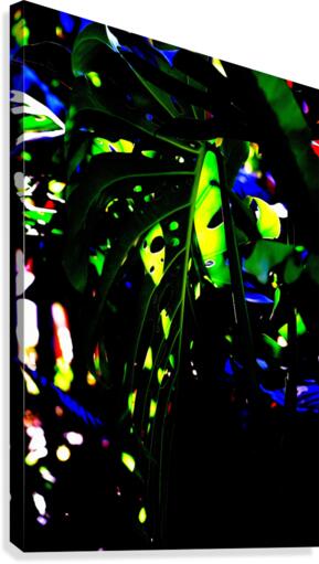 Color Canvas Print