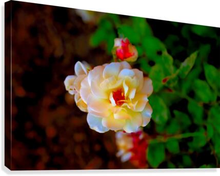 Rosie Canvas Print