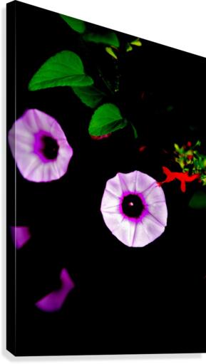 Velvet Canvas Print