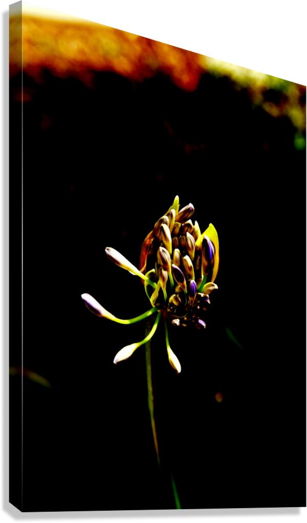 Blossom  Canvas Print