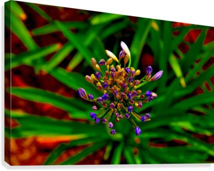 Pods Canvas Print