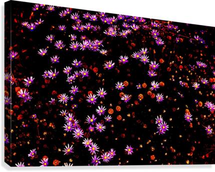 Starlight  Canvas Print