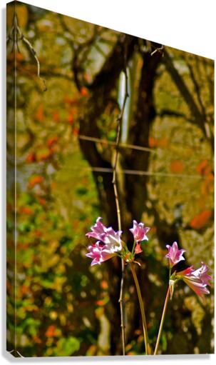 Pleasant  Canvas Print